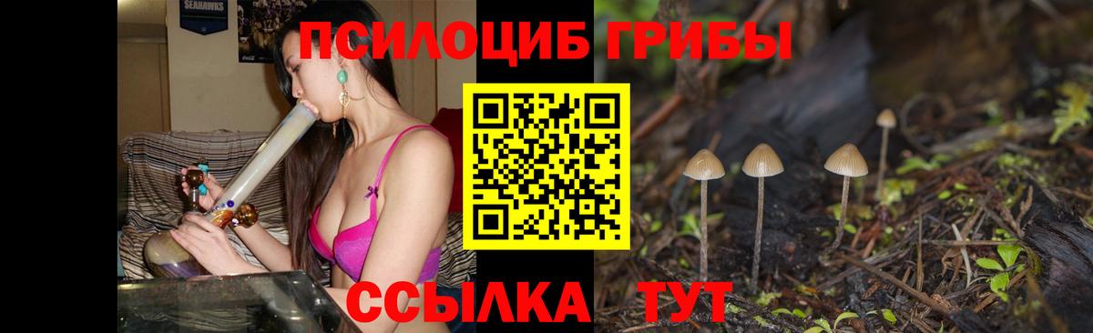 Галлюциногенные грибы Psilocybine cubensis Нальчик